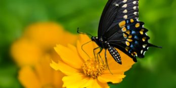 Butterfly deck gardens
