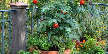 PVC, Composite, Wood Deck Cleaner | DeckMax