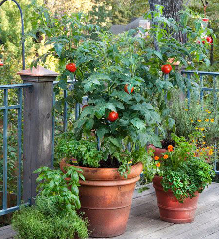 PVC, Composite, Wood Deck Cleaner | DeckMax