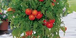 PVC, Composite, Wood Deck Cleaner | DeckMax