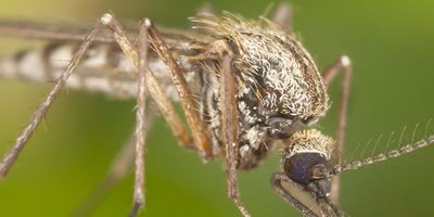 DeckMAX PVC, Composite, Wood Deck Cleaning
