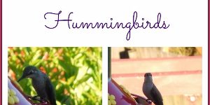 DeckMAX professional deck cleaning solutions