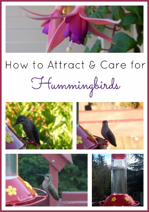 DeckMAX professional deck cleaning solutions