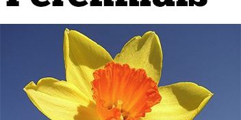 DeckMAX professional deck cleaning solutions