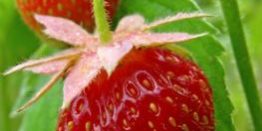 DeckMAX professional deck cleaning solutions