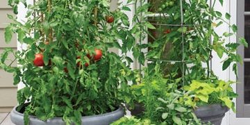 DeckMAX professional deck cleaning solutions