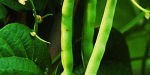 DeckMAX professional deck cleaning solutions