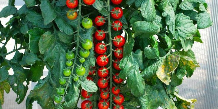 DeckMAX professional deck cleaning solutions